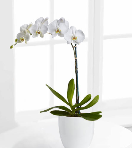 FTD's White Orchid Plant