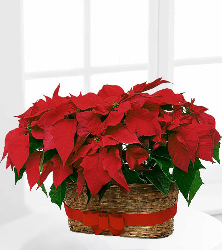 Double Poinsettia Basket - Two 6 inch pot sized plants